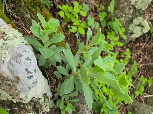 Allegheny Stonecrop