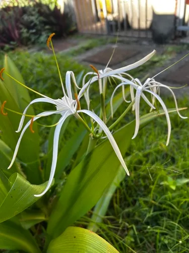 Caribbean Spiderlily
