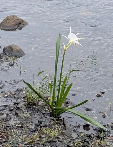Shoals Spiderlily — photo by Courtney Britt