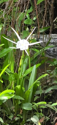 Coastal Carolina Spiderlily