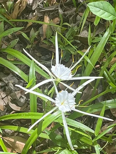 Dixie Spiderlily