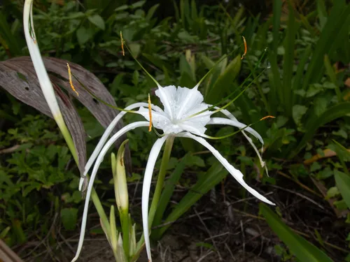 Beach Spiderlily — photo by Ocean Fleskes