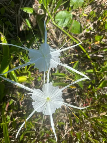Alligatorlily