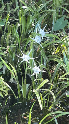 Streambank Spiderlily — photo by medovich