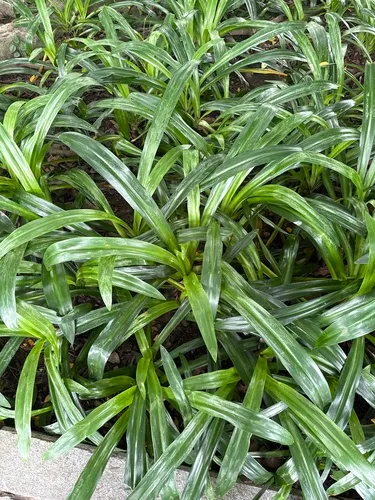 Green-tinge Spiderlily — photo by joycecai