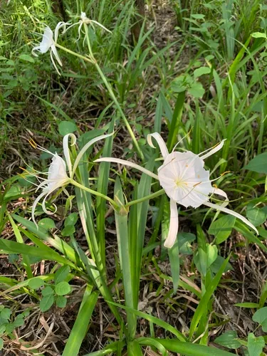 Florida Spiderlily