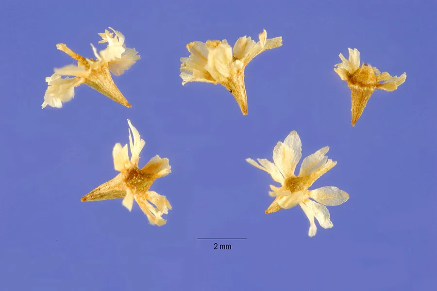 Singlewhorl Burrobrush