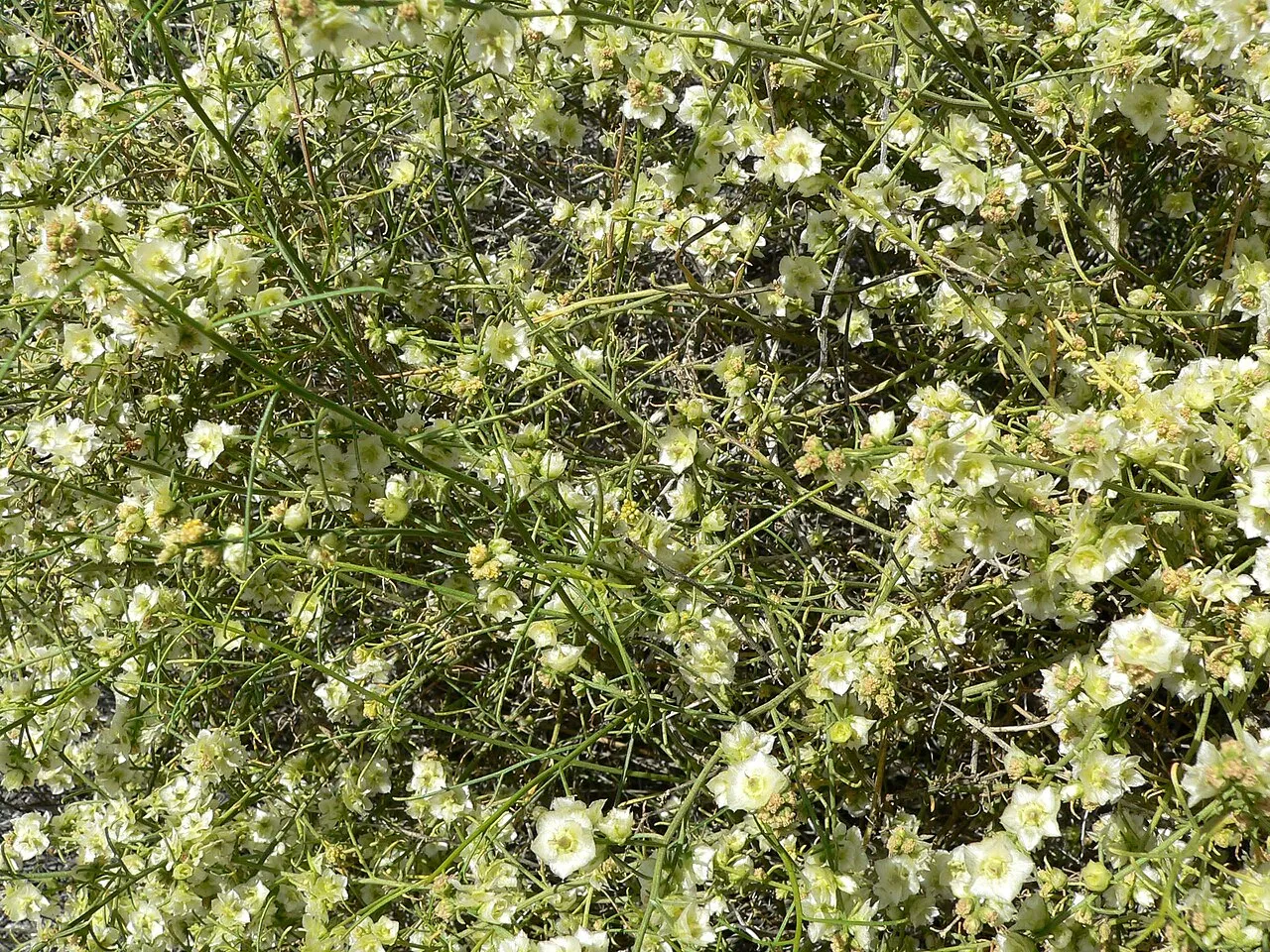 Burrobrush — photo by Wikimedia Commons