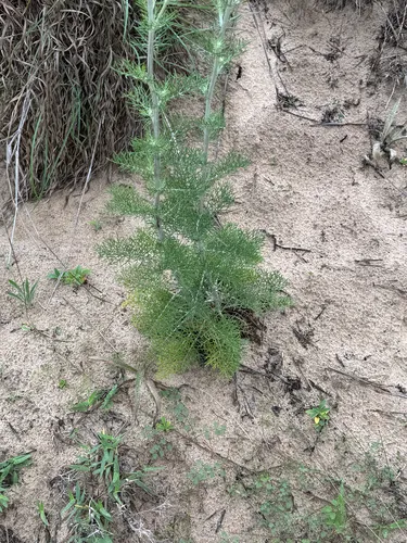 Carrizo Sands Woollywhite