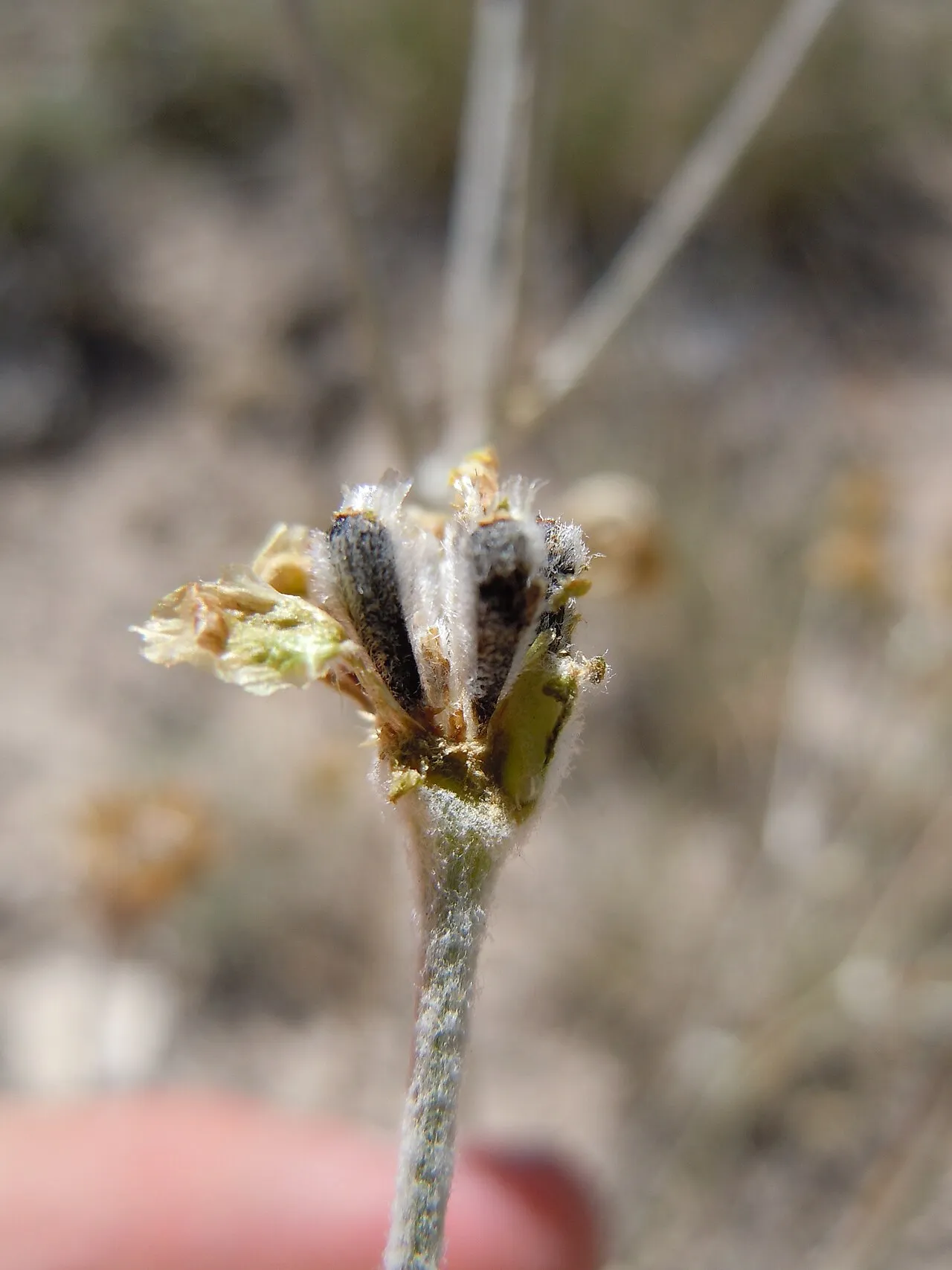 Idaho Hymenopappus (var. idahoensis) — photo by Matt Lavin from Bozeman, Montana, USA