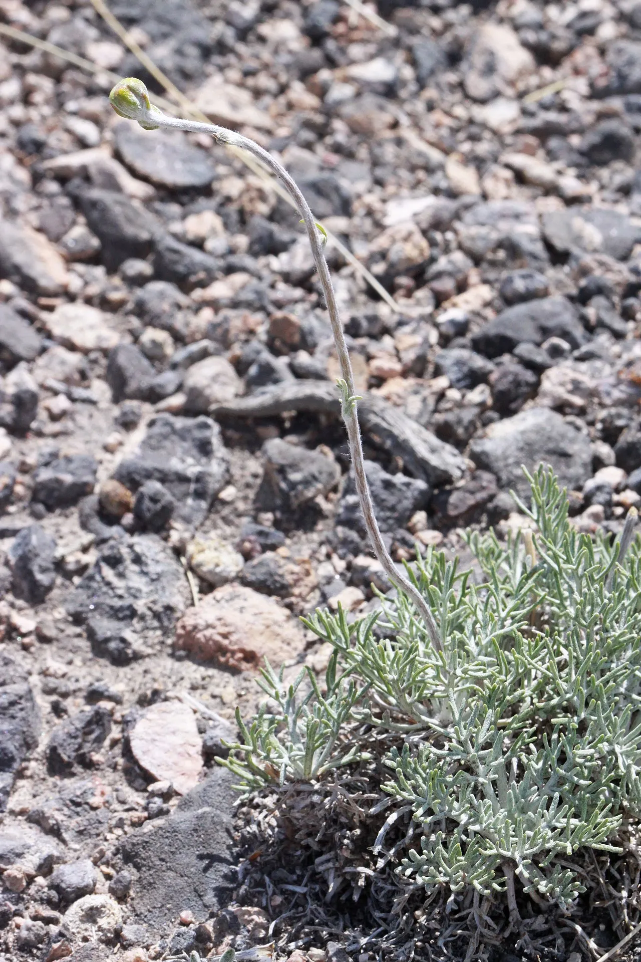 Fineleaf Hymenopappus (var. pauciflorus) — photo by Andrey Zharkikh from Salt Lake City, USA