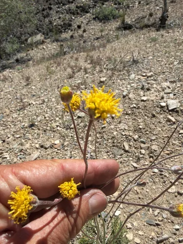 Fineleaf Hymenopappus