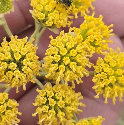 Collegeflower