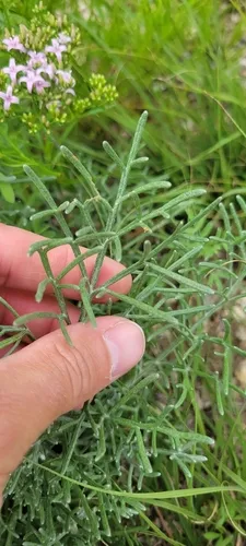 Chalk Hill Hymenopappus