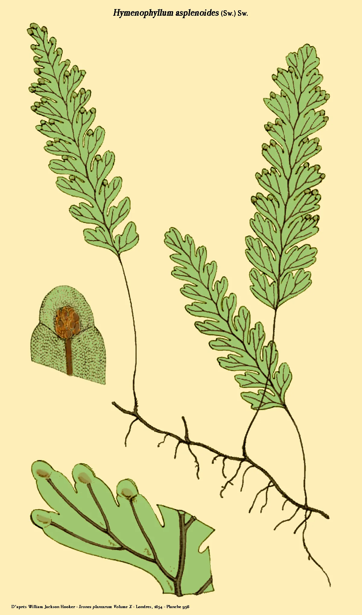 Caribbean Filmy Fern