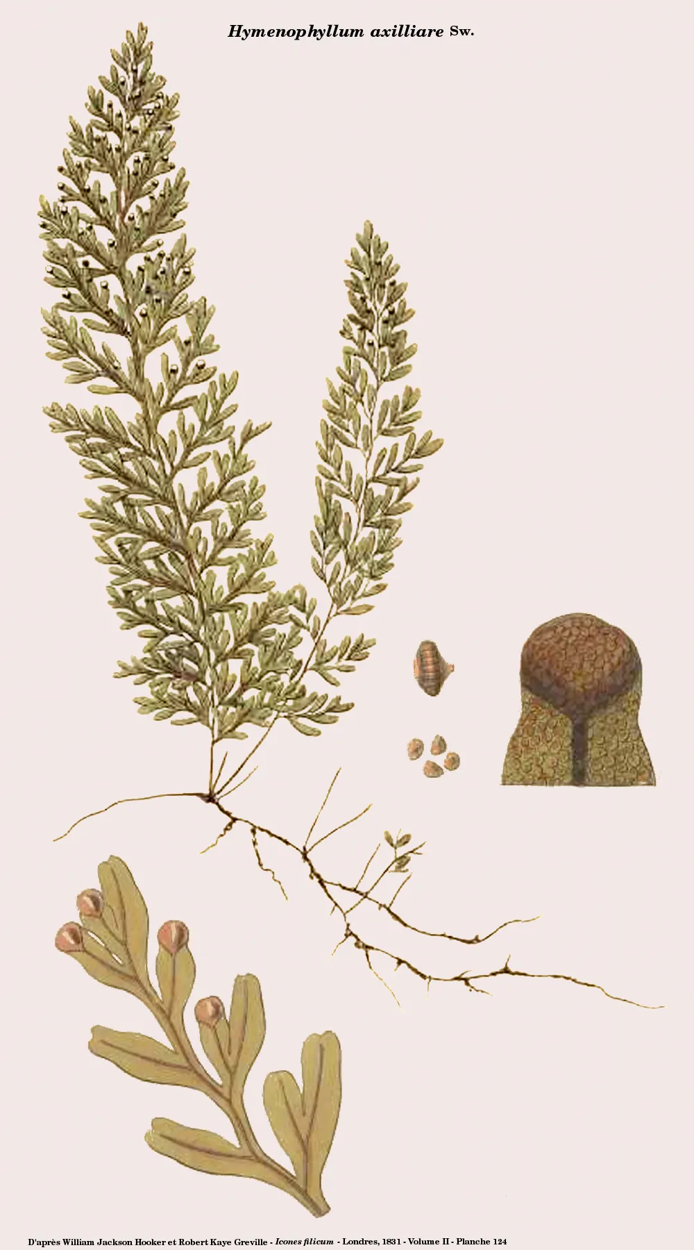 Axillary Filmy Fern