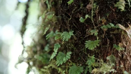 Antilles Filmy Fern