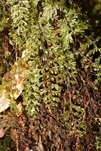 Graceful Filmy Fern