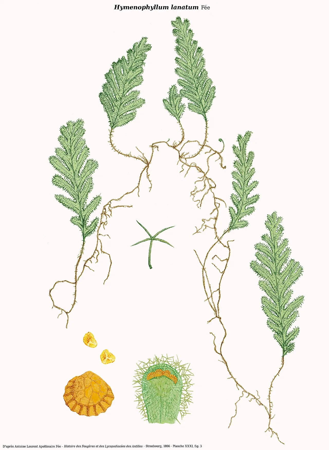 Woolly Filmy Fern — photo by Denis.prévôt