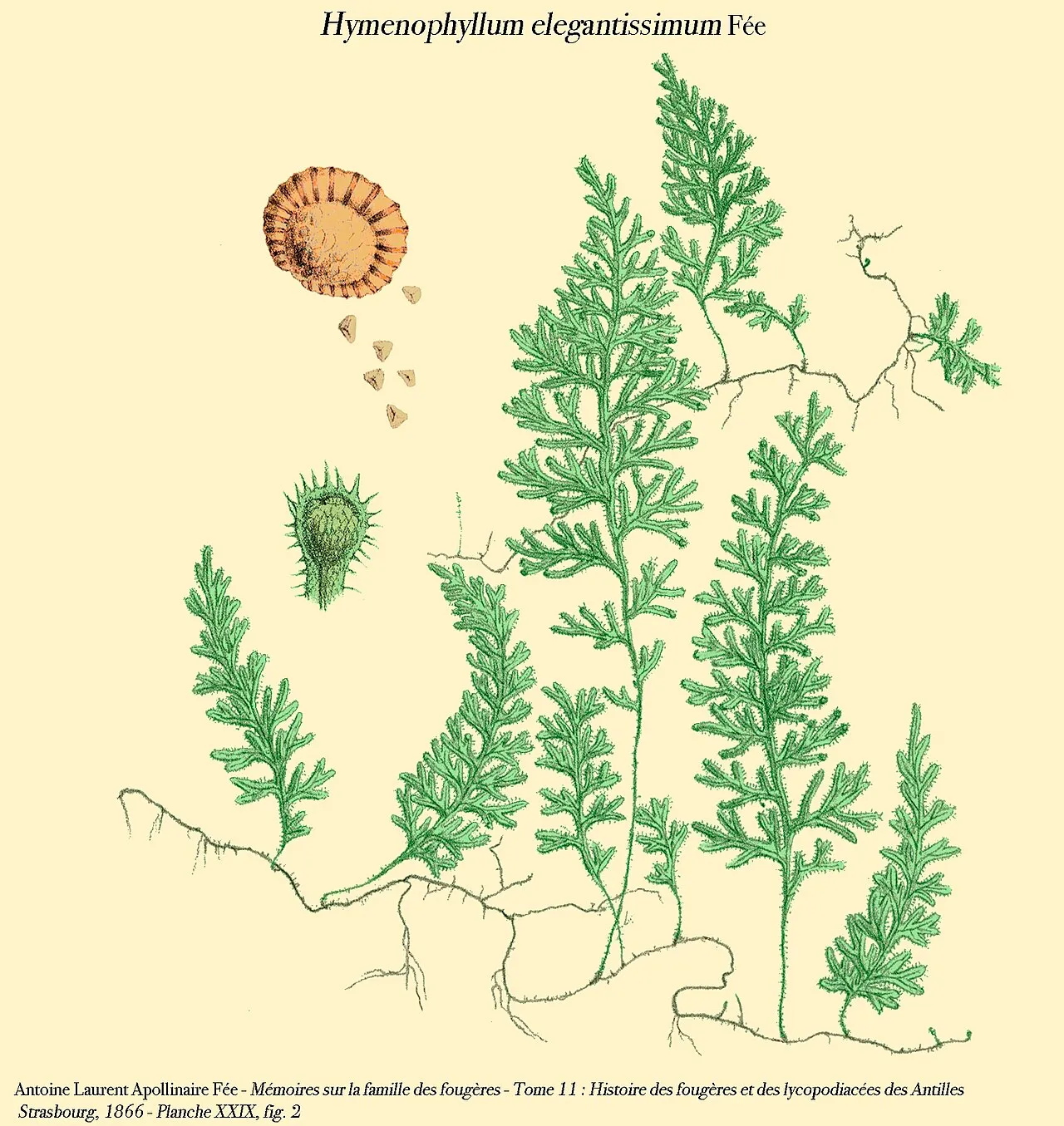 Longtom Filmy Fern — photo by Denis.prévôt