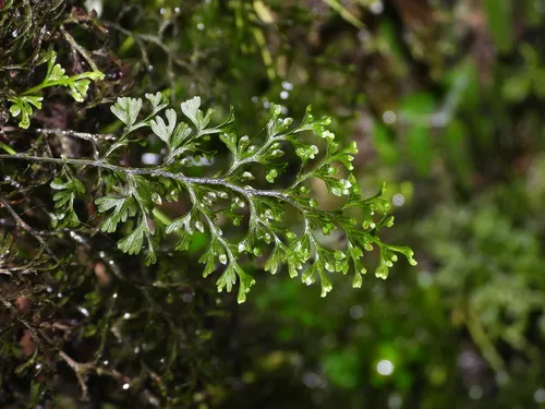Smooth Filmy Fern — photo by Sébastien SANT