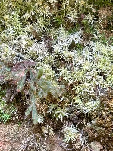 Taylor's Filmy Fern — photo by James (Eddie) Watkins
