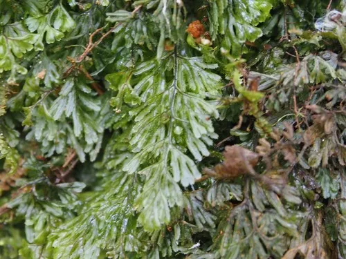 Tunbridge Filmy Fern — photo by gwynmwilliams