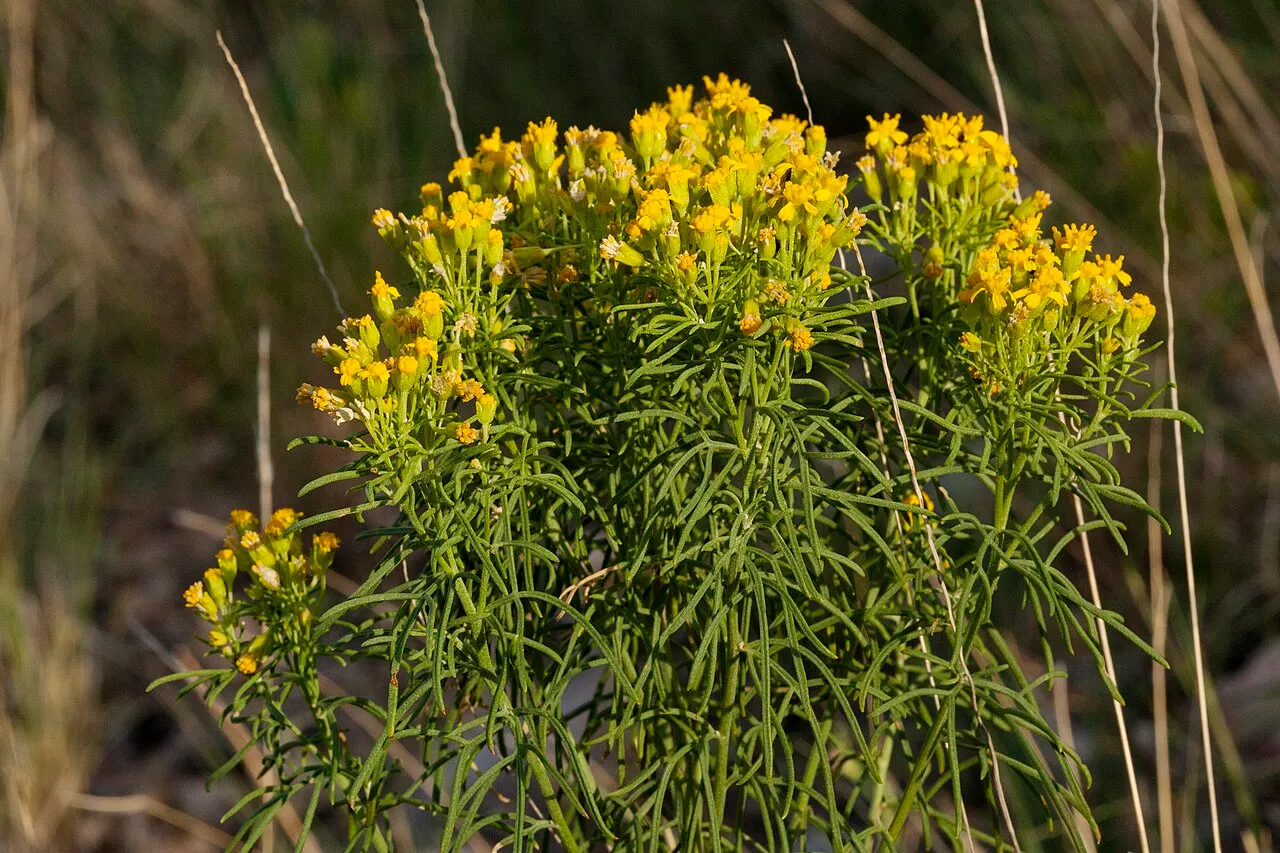 Pinaleno Mountain Rubberweed (var. neomexicana) — photo by Patrick Alexander from Las Cruces, NM