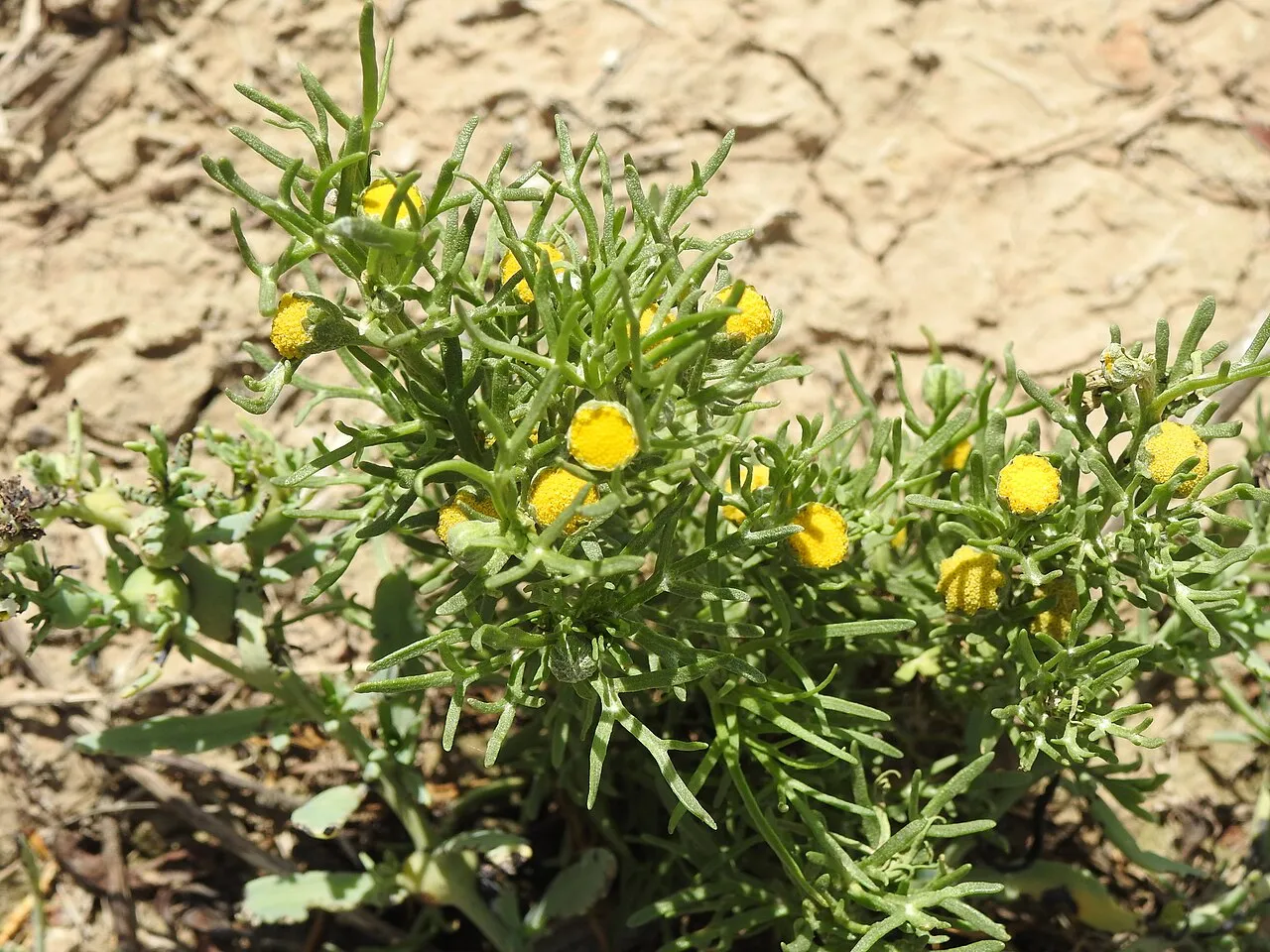 South American Rubberweed — photo by (c) Eduardo Luis Beltrocco, some rights reserved (CC BY)