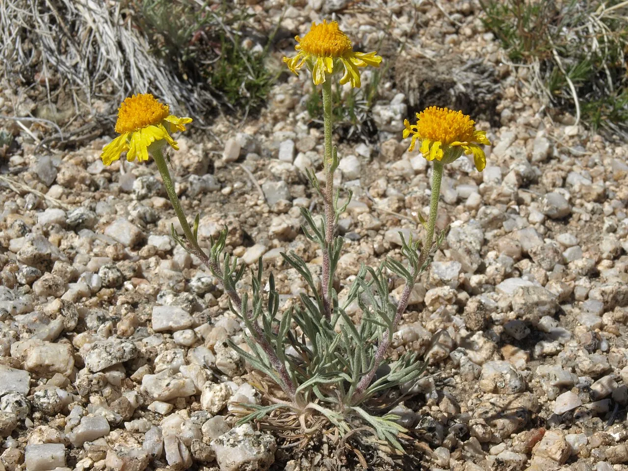 Cooper's Rubberweed