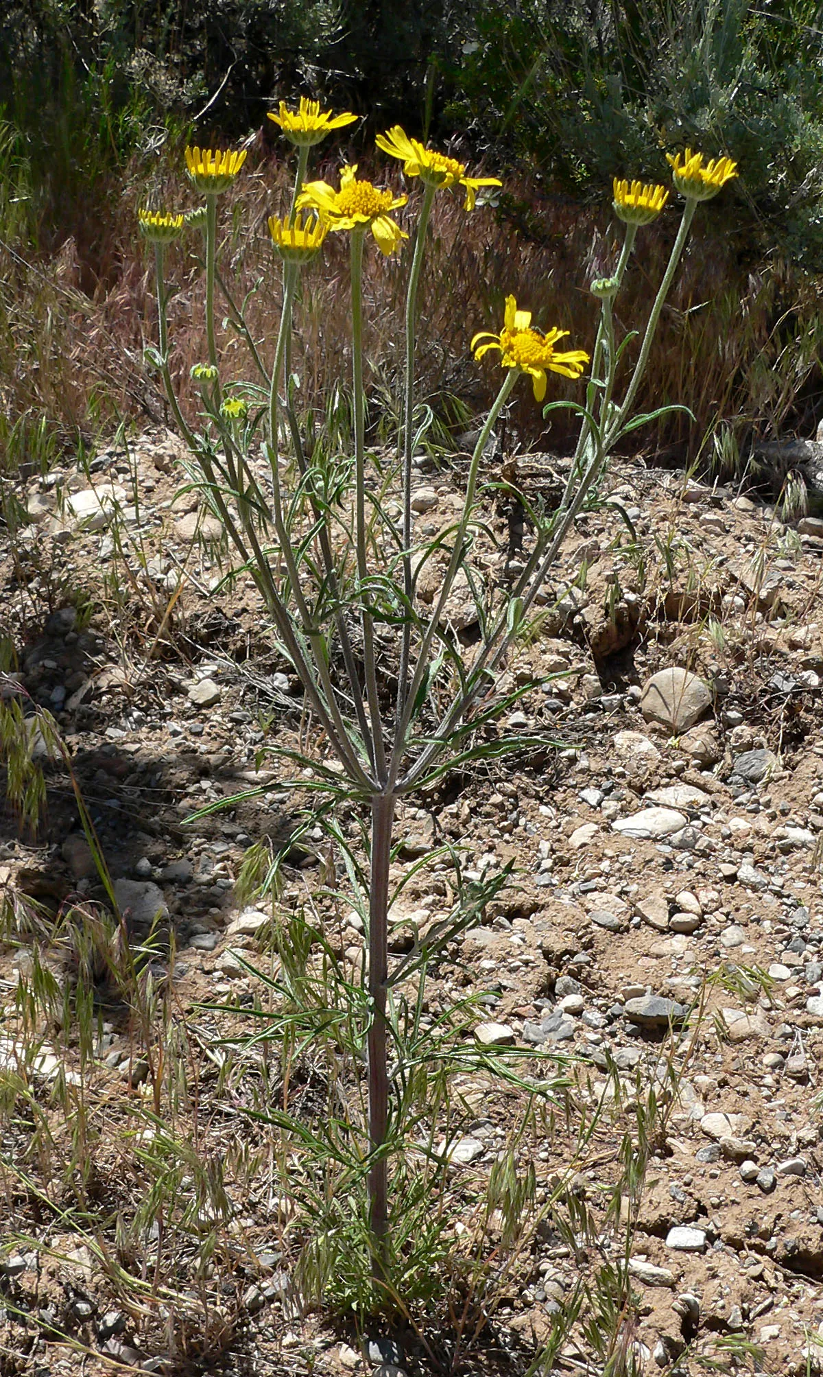 Lemmon's Rubberweed — photo by Stan Shebs