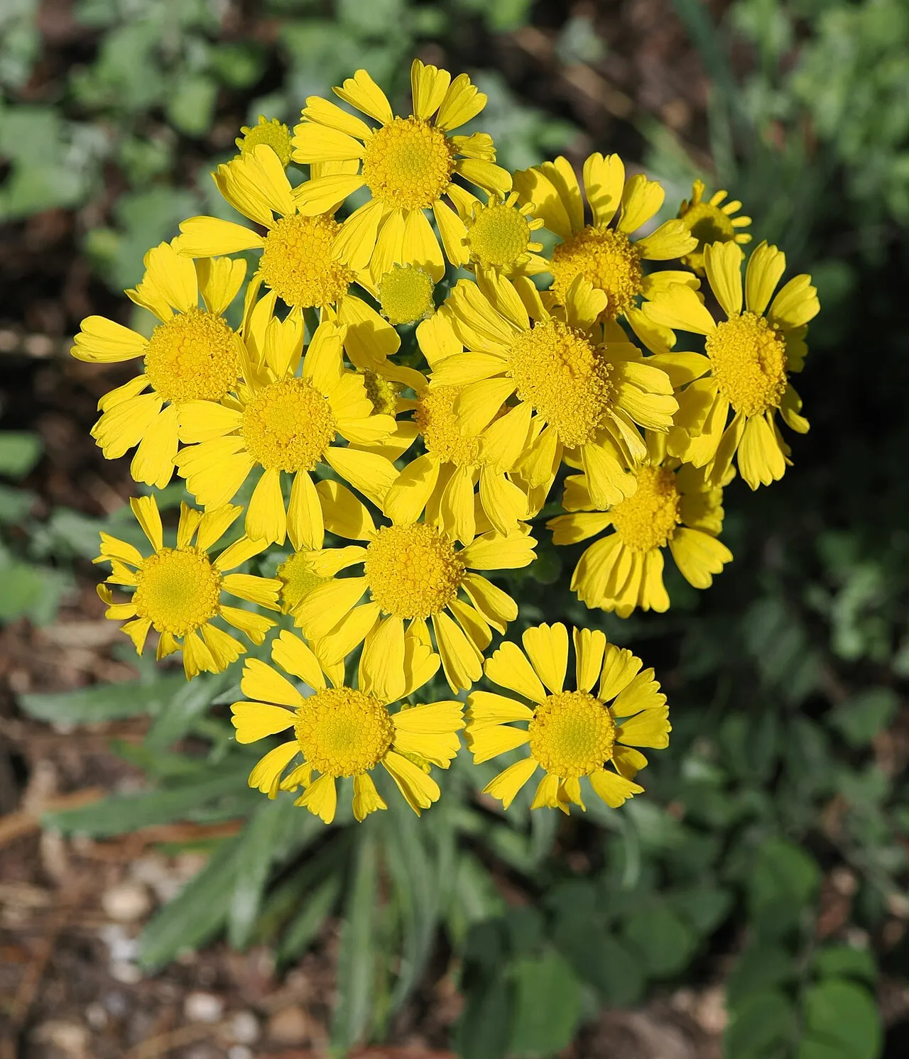 Arizona Rubberweed