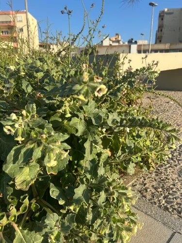 White Henbane