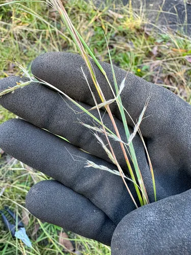 Thatching Grass — photo by :D