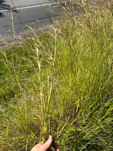 Jaraguagrass