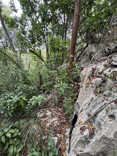 Limestone Snakevine