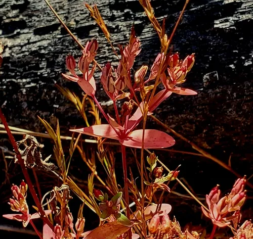 Northern St. Johnswort — photo by lpagano