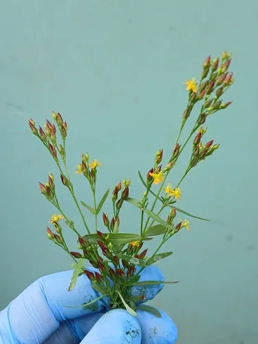 Lesser Canadian St. Johnswort — photo by Ian Murdoch