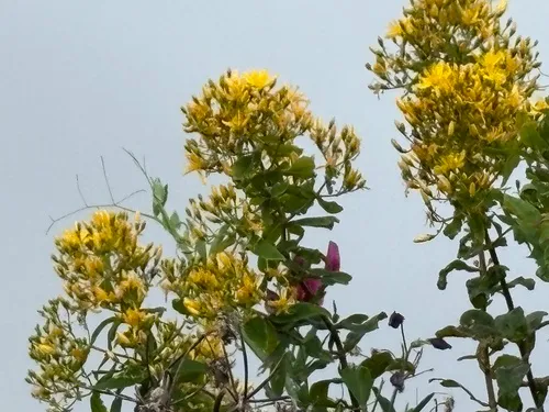 Canary Island St. Johnswort — photo by valsa