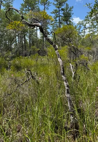 Apalachicola St. Johnswort