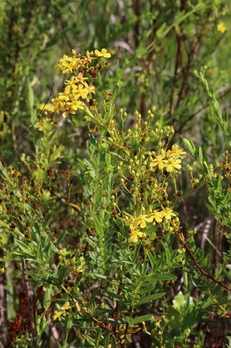 Roundpod St. Johnswort — photo by LW Ridge