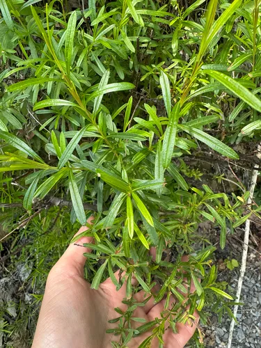 Bushy St. Johnswort — photo by Shelby Lyn Sanders