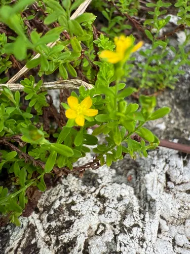 Puerto Rico St. Johnswort — photo by Omar Monzon Carmona