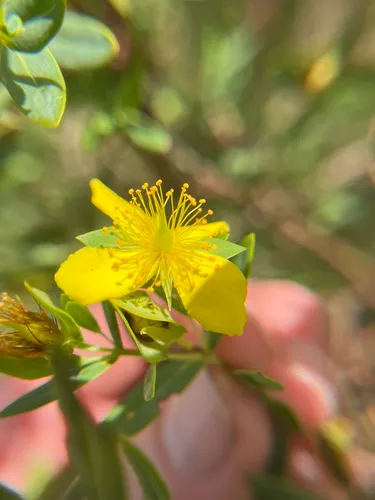 Arcadian St. Johnswort