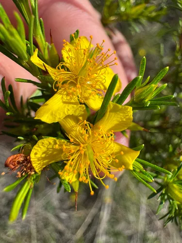 Peelbark St. Johnswort — photo by Connor Gordon