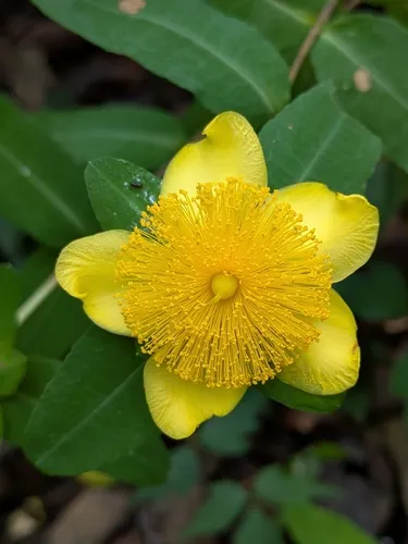 Cedarglade St. Johnswort — photo by Robert Eberhardt