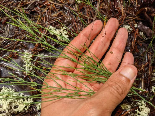 Orangegrass — photo by davidenrique