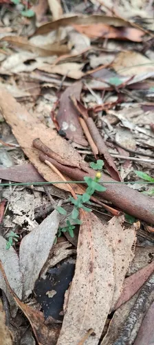 Grassy St. Johnswort — photo by delphicoolius_niamhus