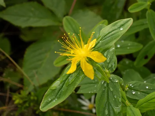 Mountain St. Johnswort — photo by Turner Brockman