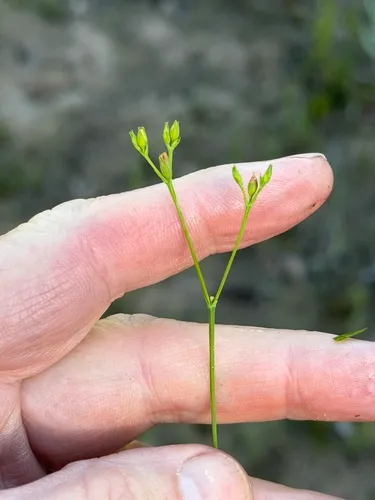 Claspingleaf St. Johnswort — photo by tallpaultheforester